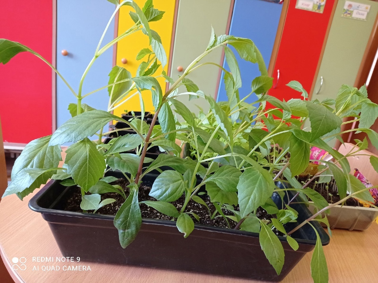 Всезнайки Мечтатели 2 1