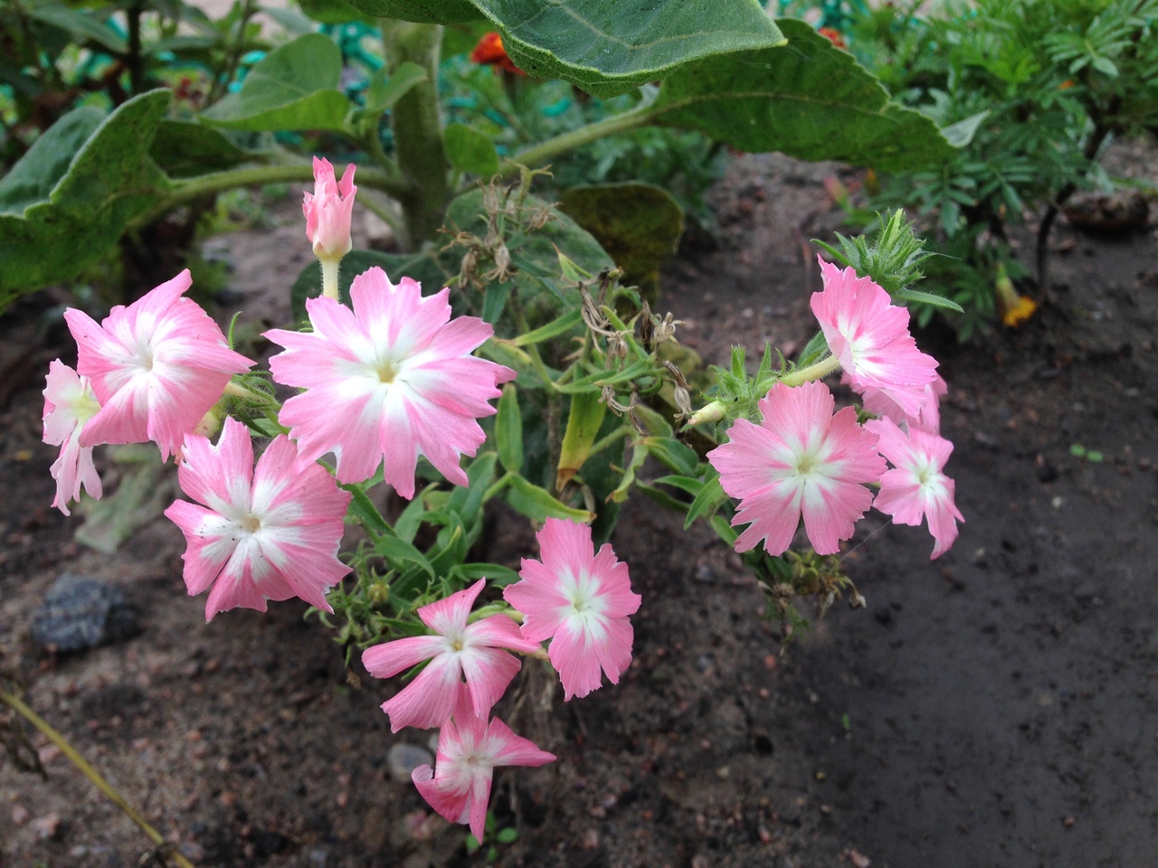 Всезнайки Мечтатели 3 10