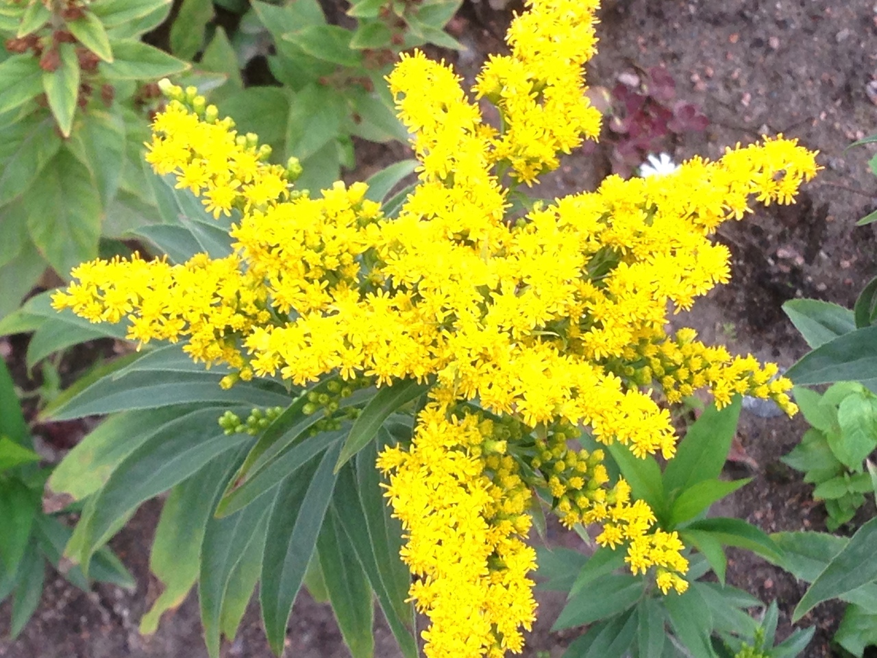 Всезнайки Мечтатели 3 11