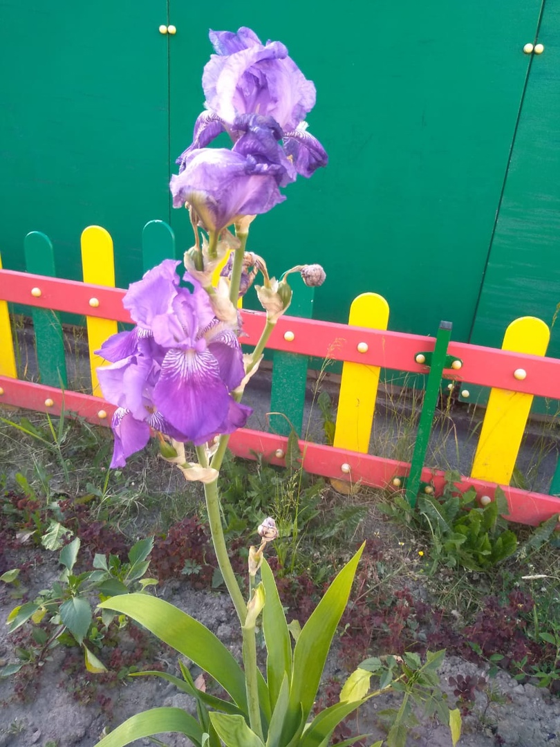 Всезнайки Мечтатели 3 12