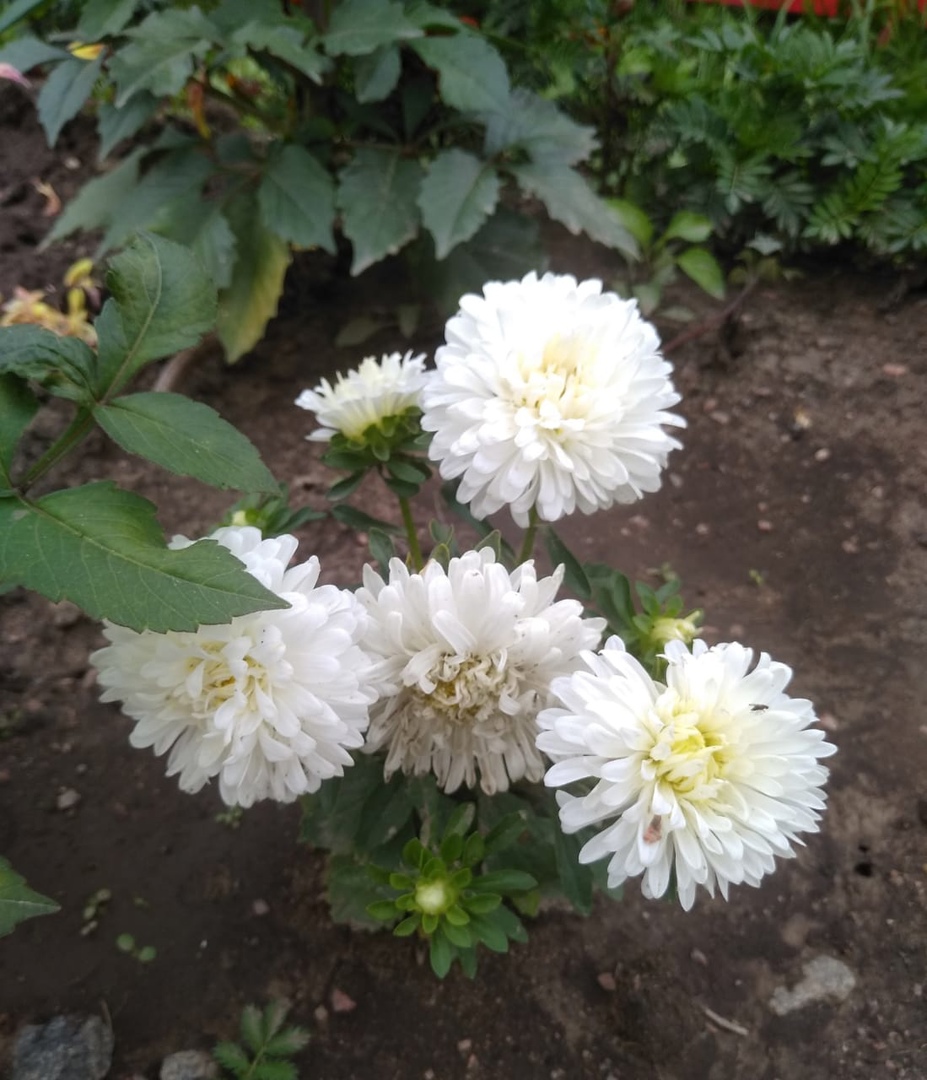 Всезнайки Мечтатели 3 14