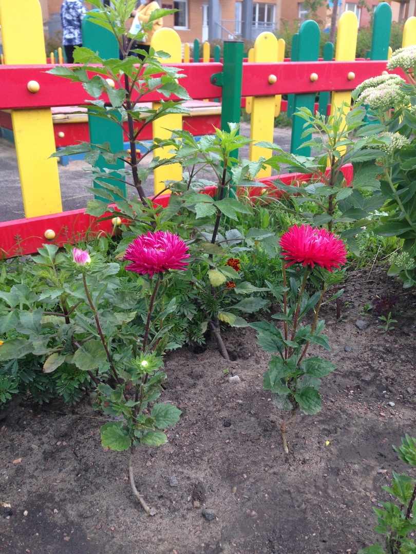 Всезнайки Мечтатели 3 2