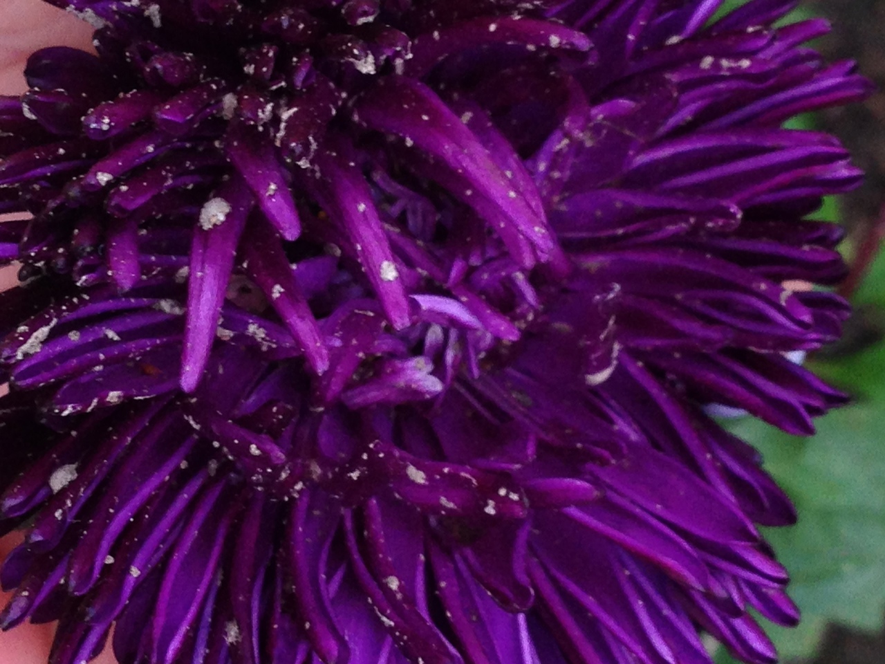 Всезнайки Мечтатели 3 4