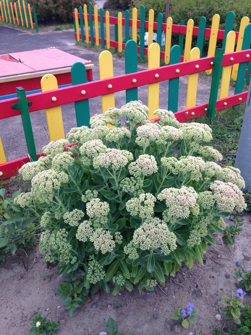 Всезнайки Мечтатели 3 5