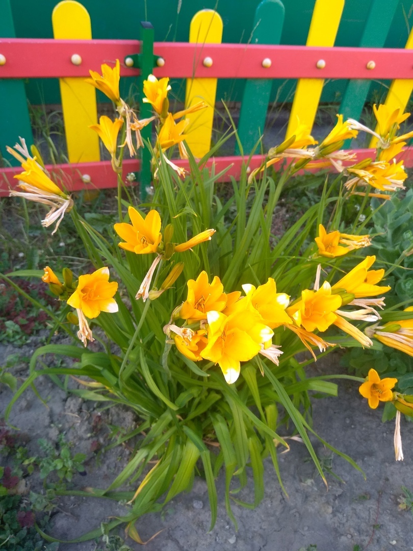 Всезнайки Мечтатели 3 8