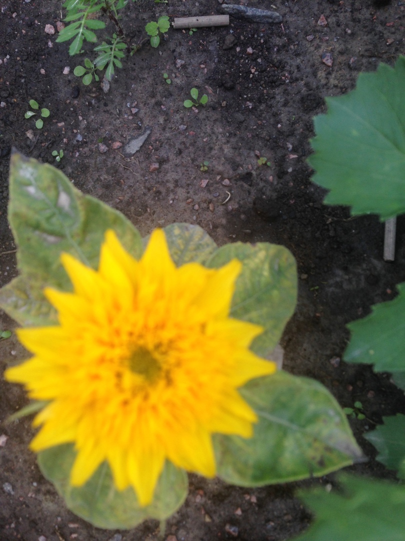 Всезнайки Мечтатели 3 9