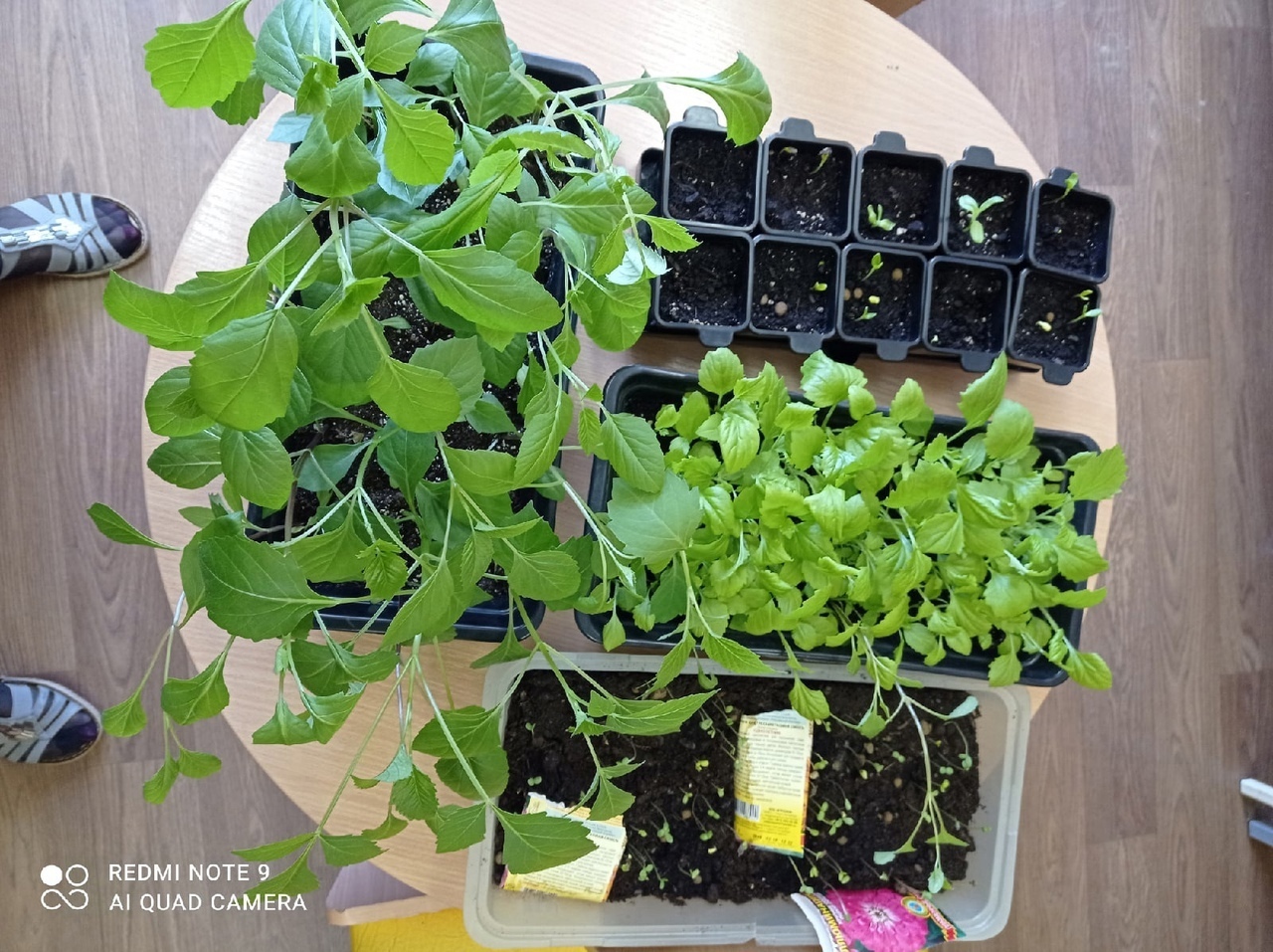 Всезнайки Мечтатели 1 7