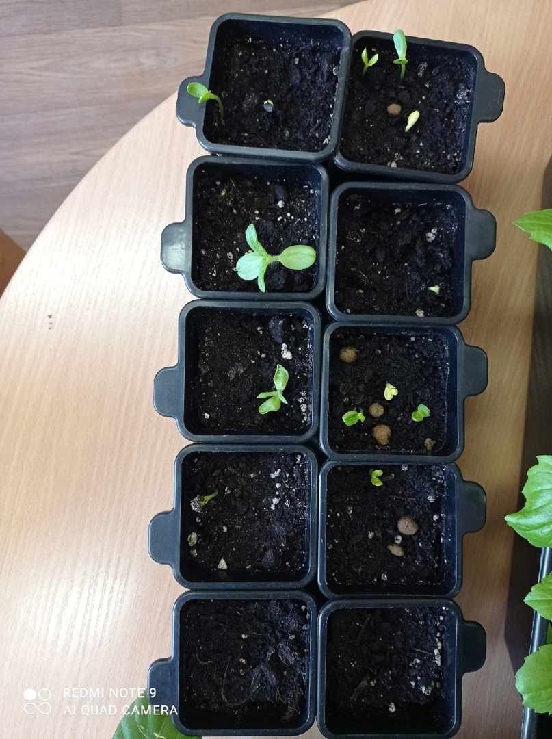 Всезнайки Мечтатели 1 8