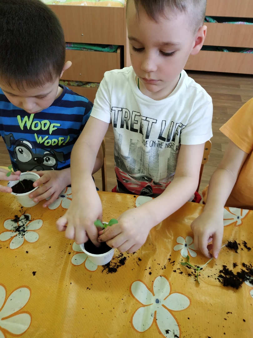 Курносики Крепыши 1 25