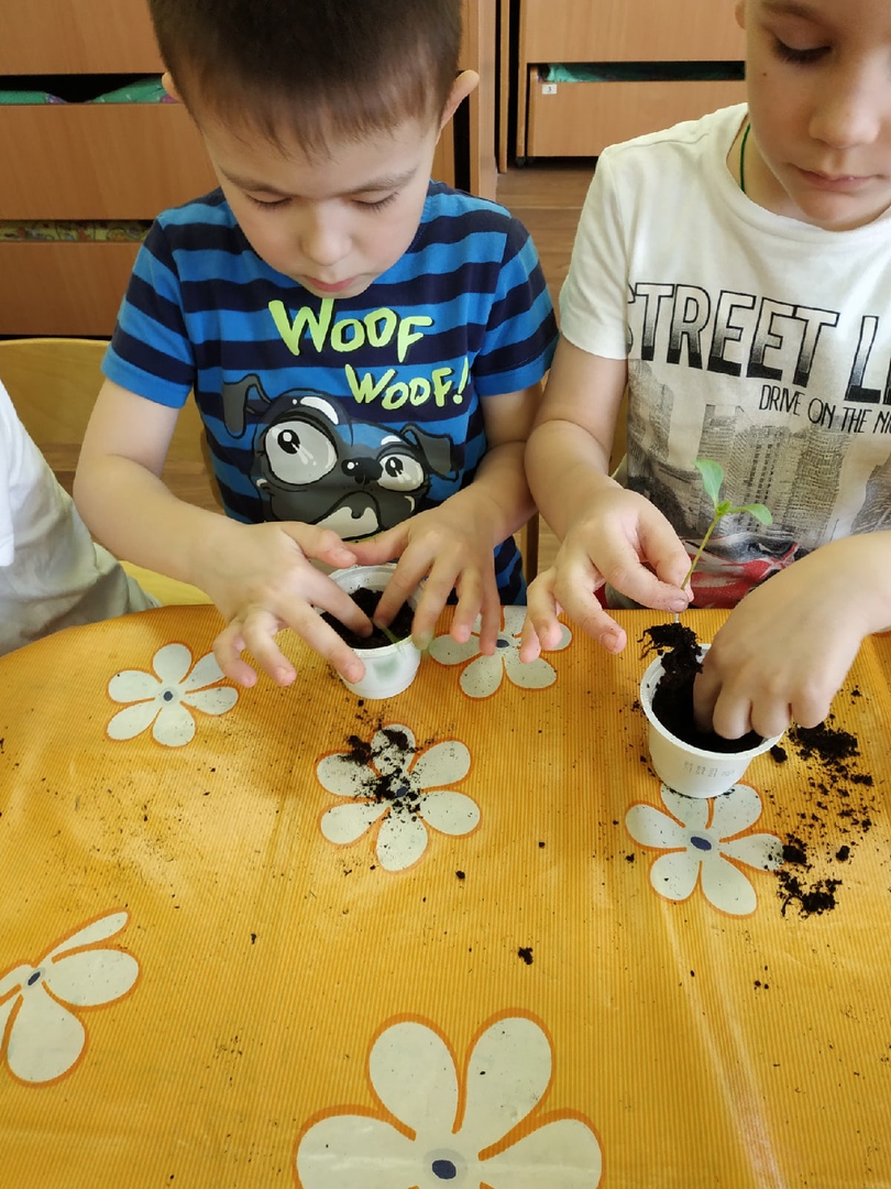 Курносики Крепыши 1 36