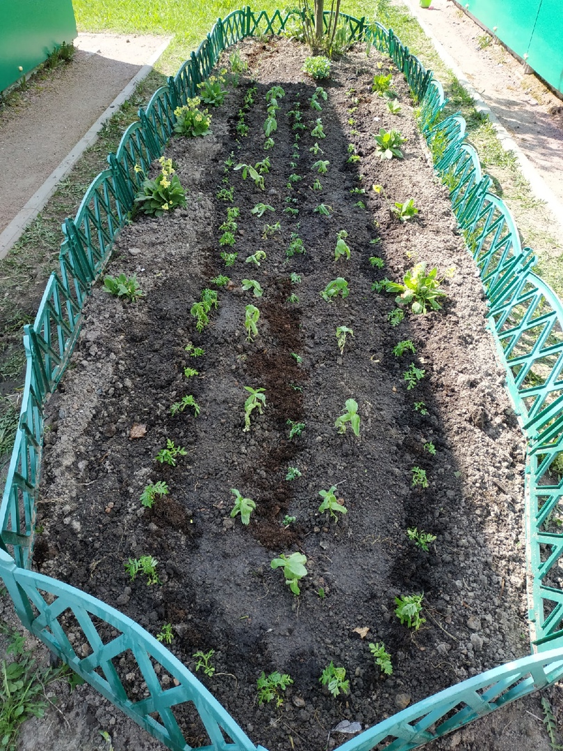 Курносики Крепыши 1 38